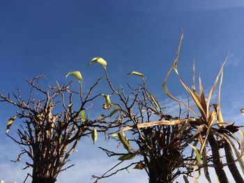 Low angle view of tree against clear sky