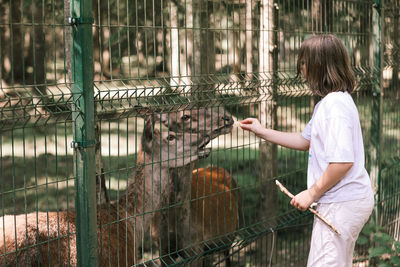 A girl feeds deer on a farm. caring for animals. female hand feeds deer wild animals