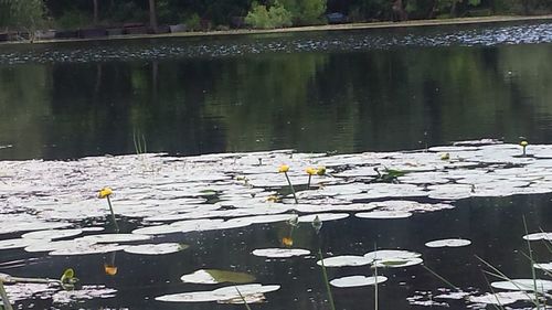 View of lotus water lily in pond