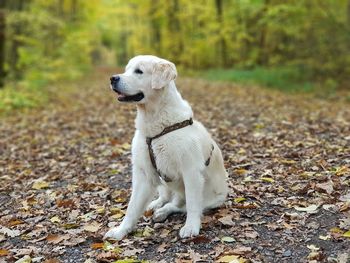 White dog looking away on leaves covered footpath in forest
during autumn