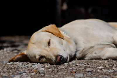 Close-up of a dog sleeping