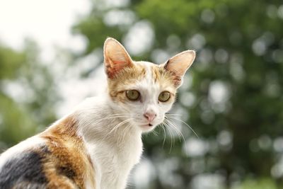 Close-up portrait of a cat