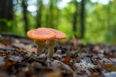 Close-up of mushroom growing on field