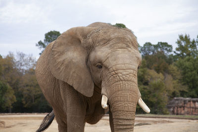 View of elephant in zoo