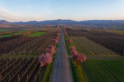 Gyongyostarjan, hungary - aerial view about beautiful blooming plum trees by the road.