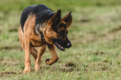 Dog running in autumn and chasing coursing lure on green field