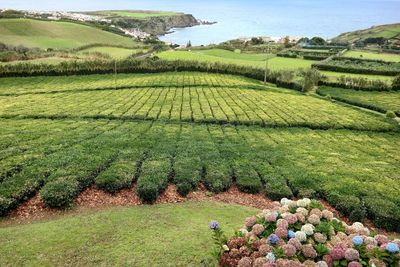 Scenic view of rice field