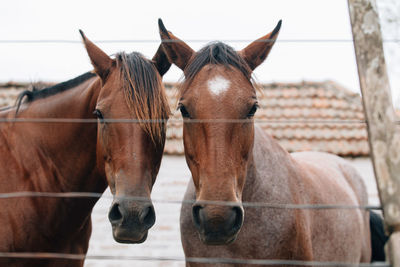 Close-up of horses in ranch