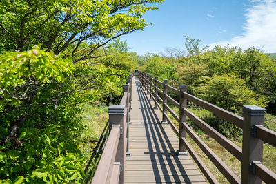 Narrow footbridge along trees