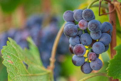 Beautiful bunch of black nebbiolo grapes with green leaves in the vineyards of barolo, langhe