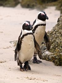 High angle view of jackass penguins at beach