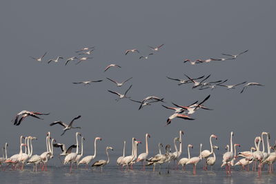 Flock of seagulls flying over sea against sky