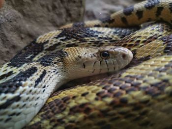 Close-up of lizard in zoo