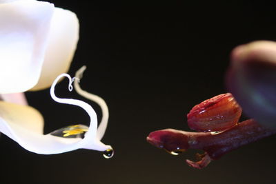 Close-up of flower over black background