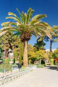 Palm trees in park against blue sky