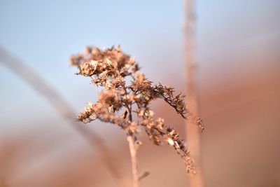 Close-up of flower against sky