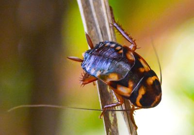 Close-up of insect