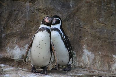 High angle view of penguins on rock