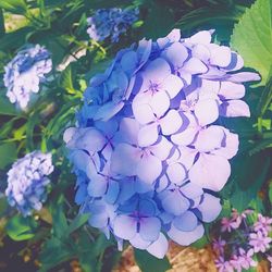 Close-up of hydrangea blooming outdoors