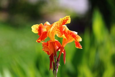 Close-up of orange rose flower