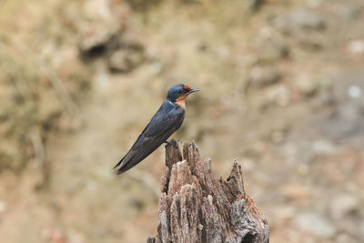 Close-up of bird perching on rock