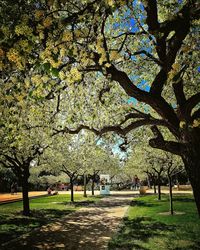 Tree growing in park