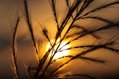 Close-up of stalks against sky at sunset