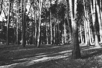 Trees in forest