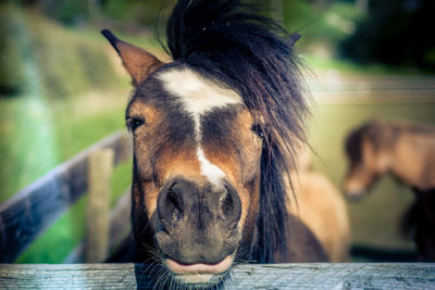 Close-up portrait of a horse