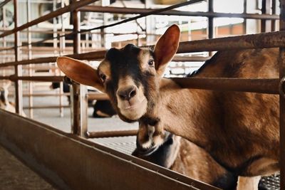 Close-up of goat