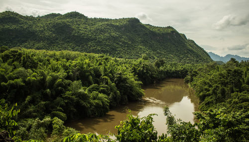 Scenic view of river amidst trees in forest