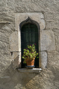 Flower plants growing on window