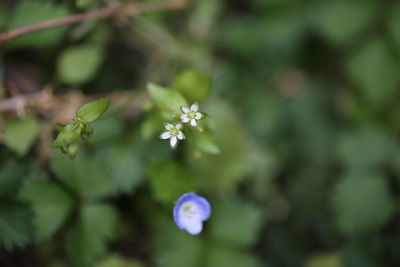 Close-up of flowers against blurred background