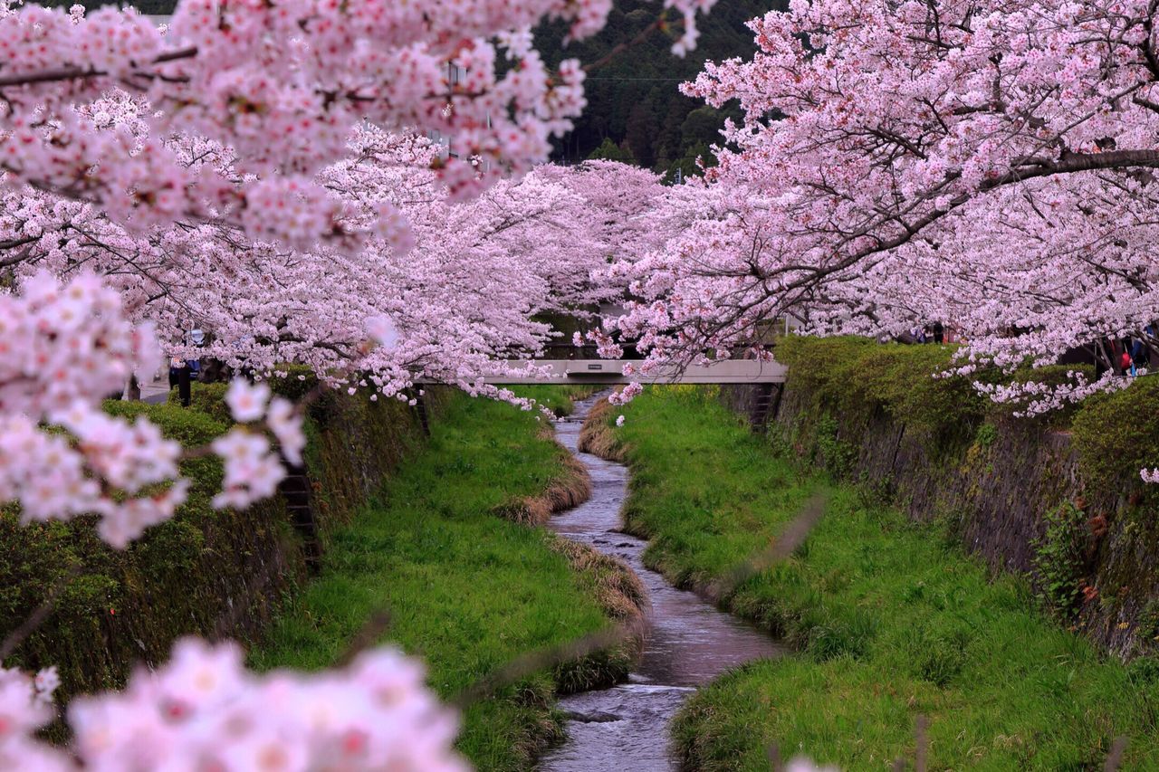 flower, freshness, tree, beauty in nature, springtime, fragility, blossom, in bloom, growth, branch, cherry blossom, nature, fruit tree, cherry tree, footpath, apple tree, apple blossom, scenics, selective focus, tranquil scene, pink color, tranquility, park - man made space, abundance, day, botany, canal, lavender colored, flower tree, blooming