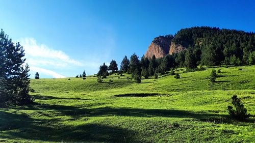 Panoramic shot of trees on field against sky