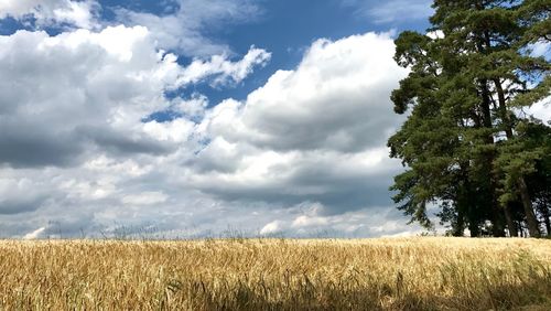 Scenic view of field against sky