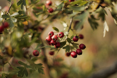 Close-up of red berries growing on tree