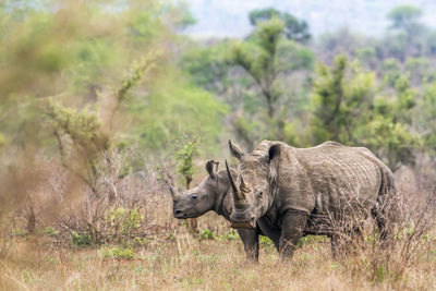 Side view of rhinoceros standing on field