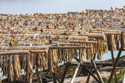 Stockfish on a drying flake in lofoten, norway