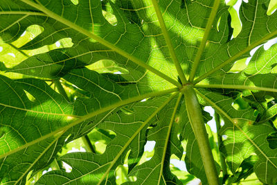 Full frame shot of palm leaves