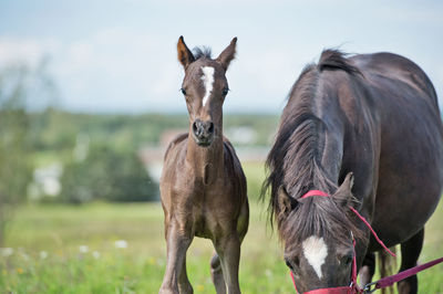 Horses standing on land against sky