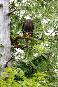 Low angle view of bird perching on tree