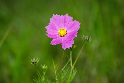 Close-up of pink flower