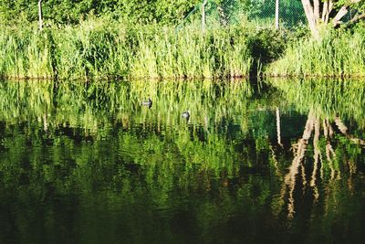 Scenic view of lake