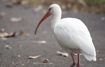 Close-up of seagull perching on land