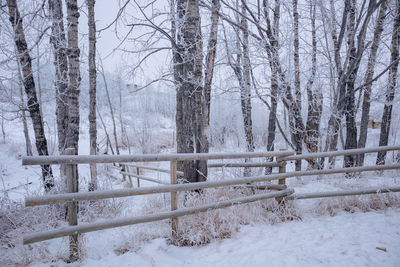 Trees on snow covered landscape