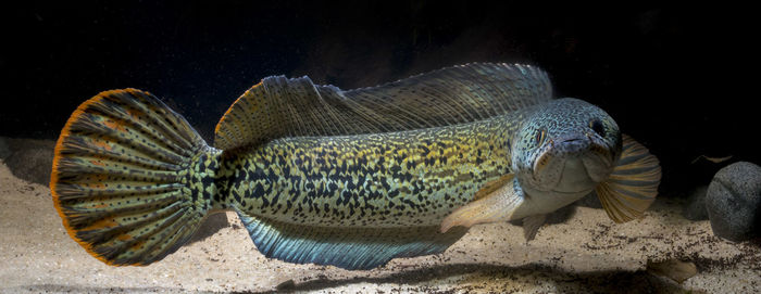 Close-up of fish in sea