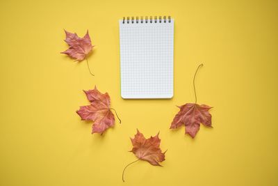 High angle view of maple leaves on table