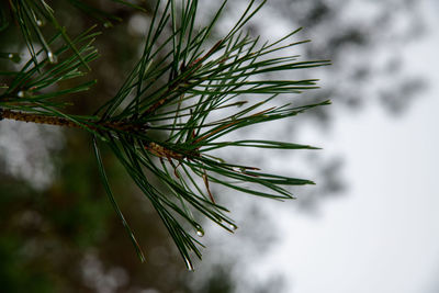 Close-up of pine needle