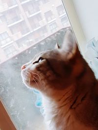 Close-up of cat looking through window